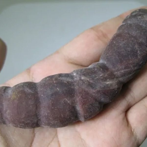 Snake Genital Fossil - Type I18 - Image 3