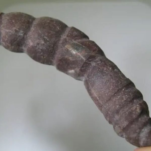 Snake Genital Fossil - Type I18 - Image 2
