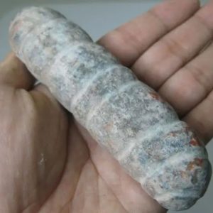 Snake Genital Fossil - Type I17