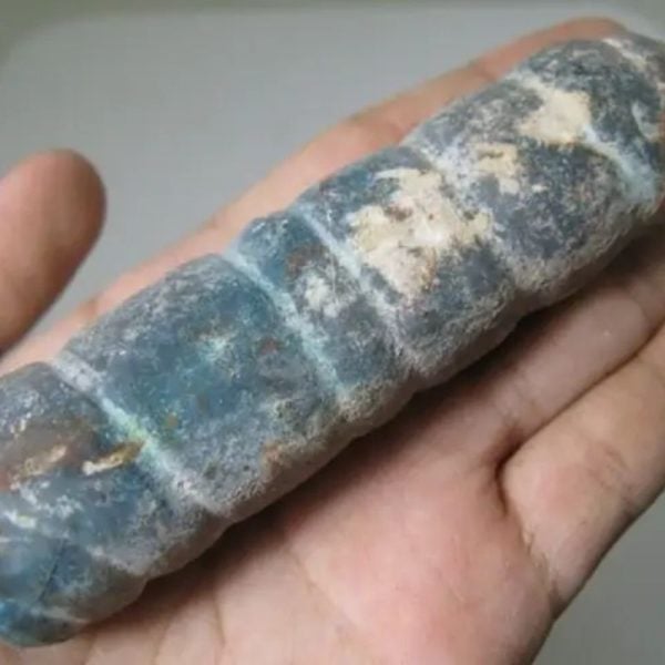 Snake Genital Fossil - Type I17 - Image 3