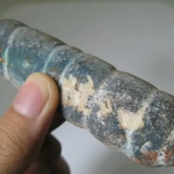 Snake Genital Fossil - Type I17 - Image 2