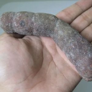 Snake Genital Fossil - Type I16