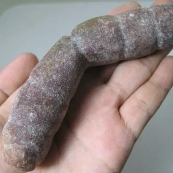 Snake Genital Fossil - Type I16 - Image 3