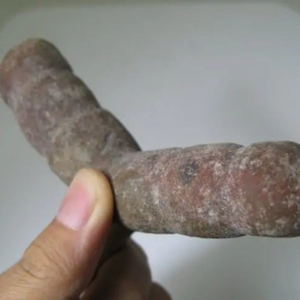 Snake Genital Fossil - Type I16 - Image 2