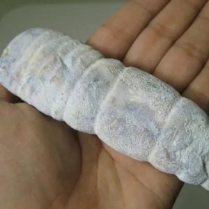 Snake Genital Fossil - Type I15