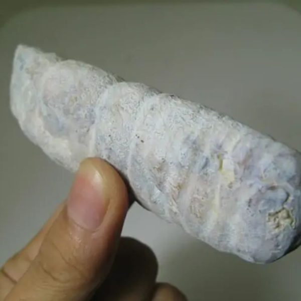 Snake Genital Fossil - Type I15 - Image 2