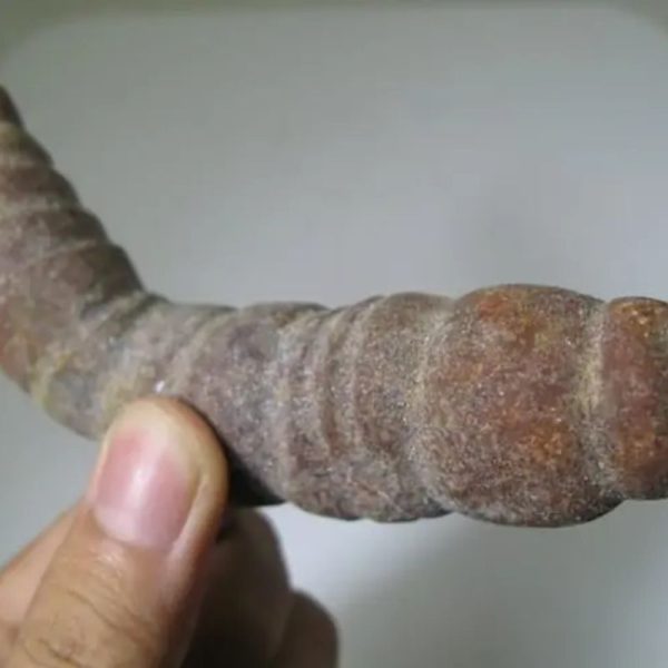 Snake Genital Fossil - Type I14 - Image 2