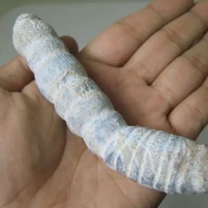 Snake Genital Fossil - Type I13