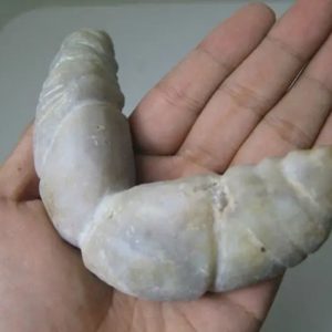 Snake Genital Fossil - Type I12