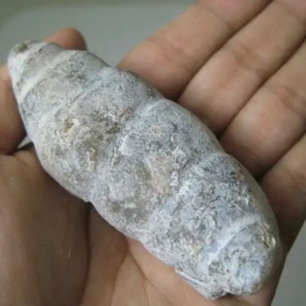Snake Genital Fossil - Type I10