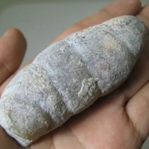 Snake Genital Fossil - Type I10 - Image 3