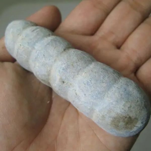Snake Genital Fossil - Type I9