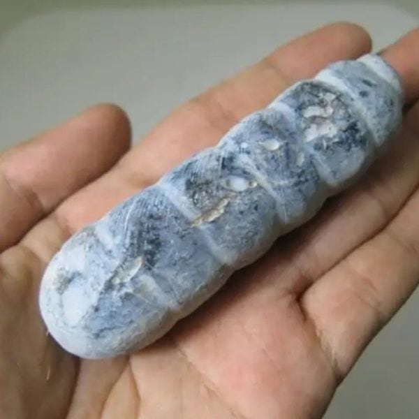 Snake Genital Fossil - Type I9 - Image 3