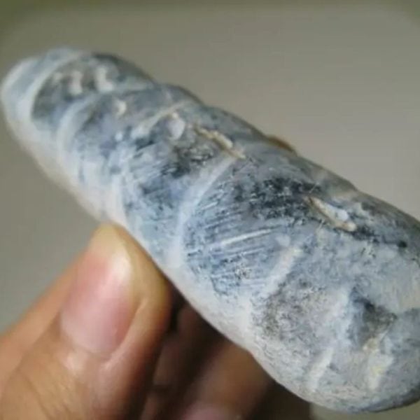 Snake Genital Fossil - Type I9 - Image 2