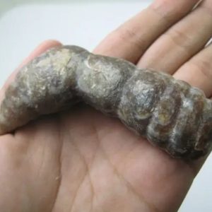 Snake Genital Fossil - Type I6--SOLD!!!!