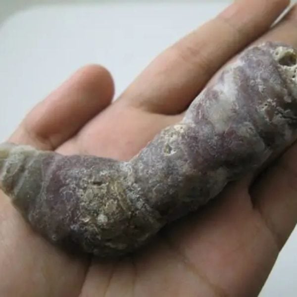 Snake Genital Fossil - Type I6--SOLD!!!! - Image 3