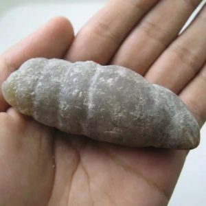 Snake Genital Fossil - Type I5