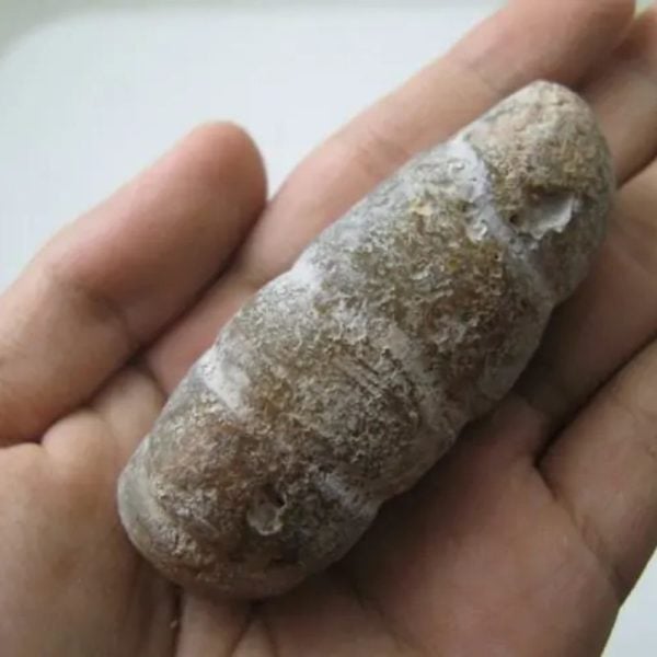 Snake Genital Fossil - Type I5 - Image 3