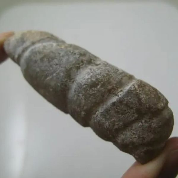 Snake Genital Fossil - Type I5 - Image 2
