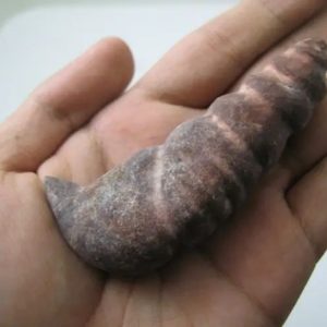 Snake Genital Fossil - Type I4
