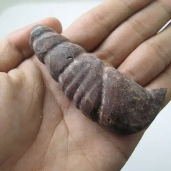 Snake Genital Fossil - Type I4 - Image 3