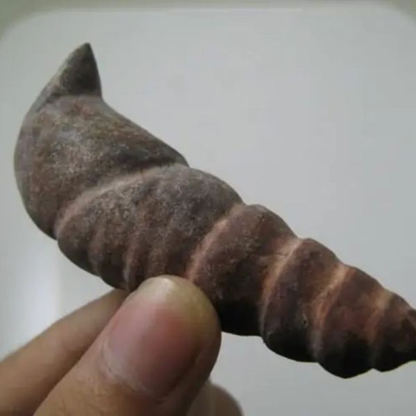 Snake Genital Fossil - Type I4 - Image 2