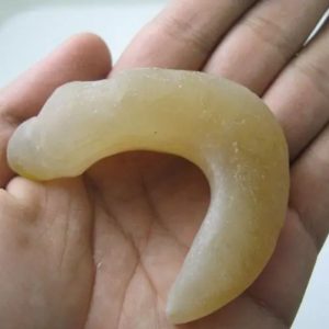 Snake Genital Fossil - Type I3