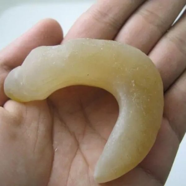 Snake Genital Fossil - Type I3