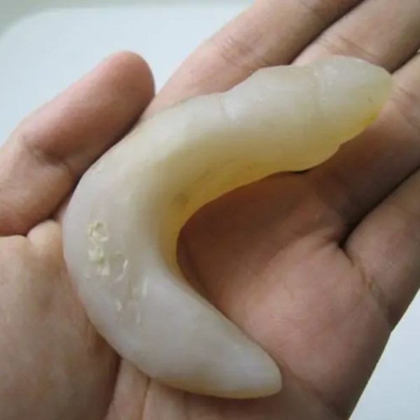 Snake Genital Fossil - Type I3 - Image 3