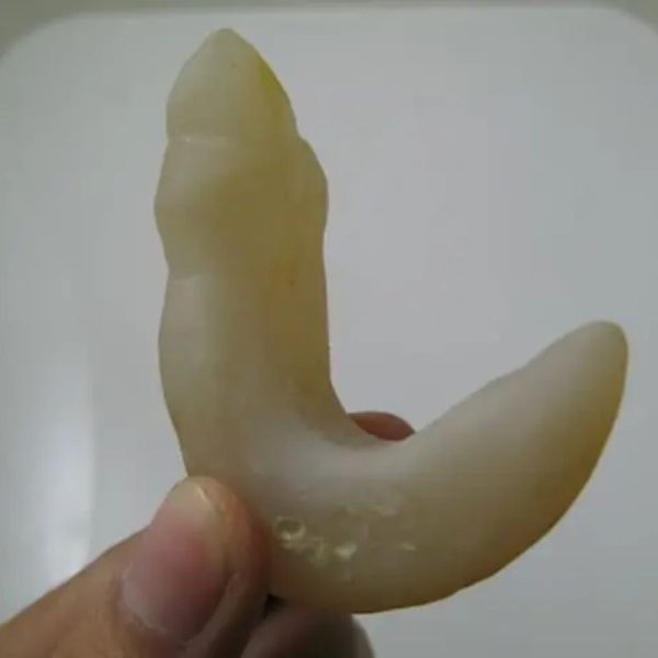 Snake Genital Fossil - Type I3 - Image 2