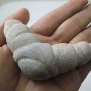 Snake Genital Fossil - Type I2