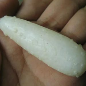 Snake Genital Fossil - Type H6