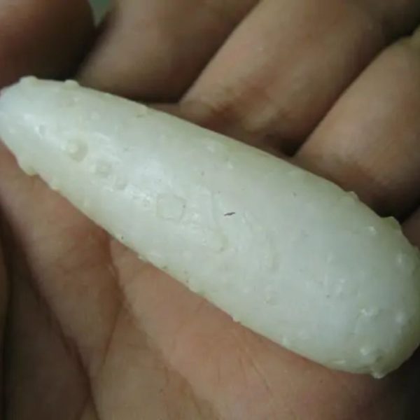 Snake Genital Fossil - Type H6