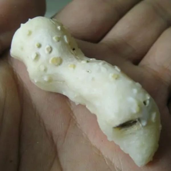 Snake Genital Fossil - Type H5