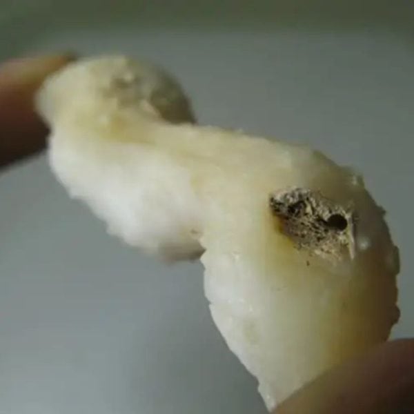 Snake Genital Fossil - Type H5 - Image 2
