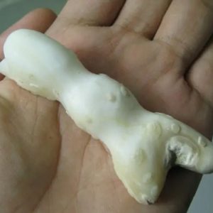 Snake Genital Fossil - Type H4