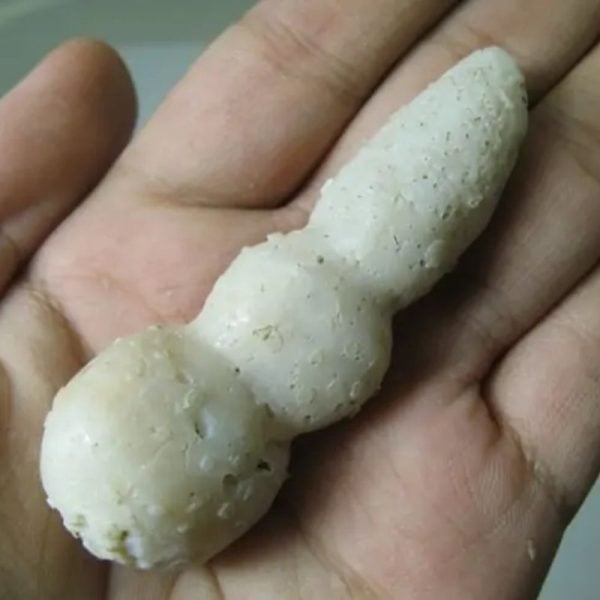 Snake Genital Fossil - Type H3 - Image 3