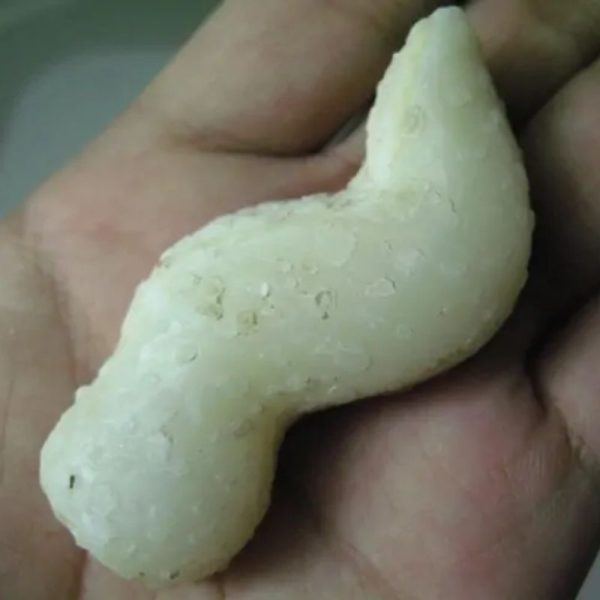 Snake Genital Fossil - Type H1 - Image 3