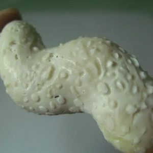 Snake Genital Fossil - Type A7