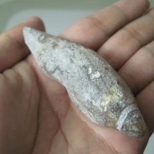 Snake Genital Fossil - Type A6