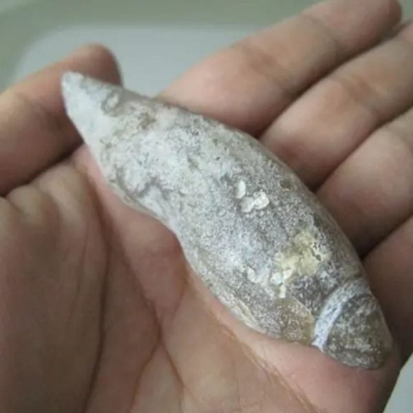 Snake Genital Fossil - Type A6