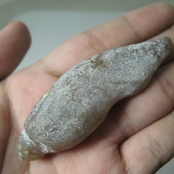 Snake Genital Fossil - Type A6 - Image 3