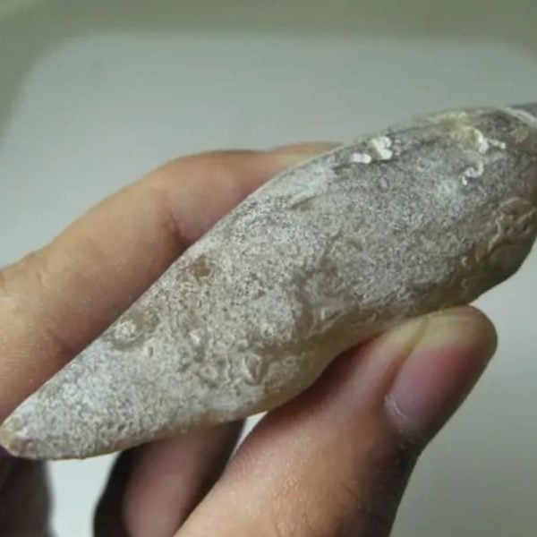 Snake Genital Fossil - Type A6 - Image 2