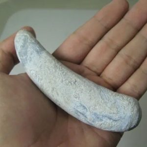 Snake Genital Fossil - Type A5
