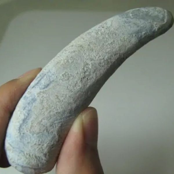 Snake Genital Fossil - Type A5 - Image 2