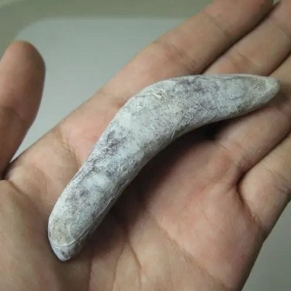 Snake Genital Fossil - Type A4 - Image 3