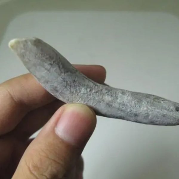 Snake Genital Fossil - Type A4 - Image 2