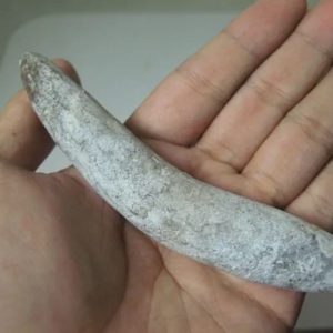 Snake Genital Fossil - Type A3