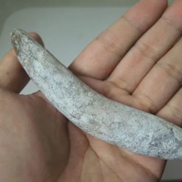 Snake Genital Fossil - Type A3