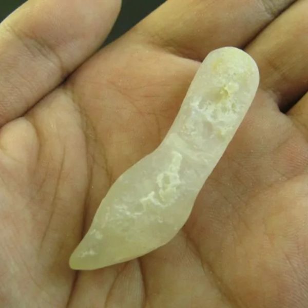 Crocodile Genital Fossil - Type D5 - Image 3